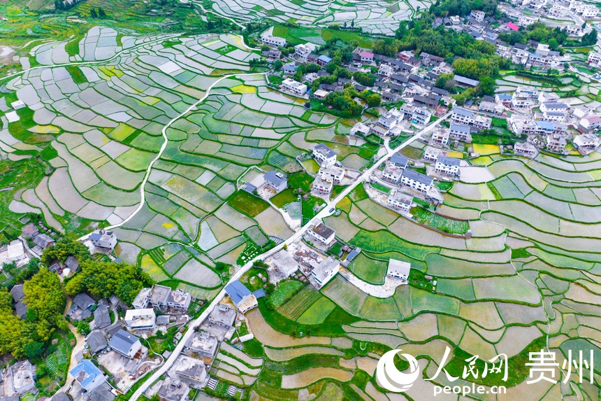 航拍貴陽(yáng)市花溪區(qū)高坡苗族鄉(xiāng)梯田。人民網(wǎng)記者 涂敏攝
