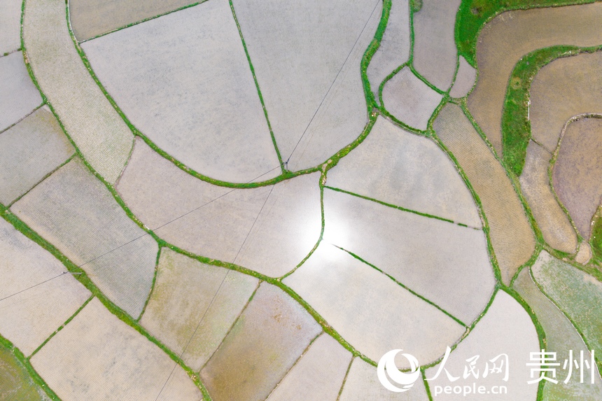 航拍貴陽市花溪區(qū)高坡苗族鄉(xiāng)梯田。人民網(wǎng)記者 涂敏攝