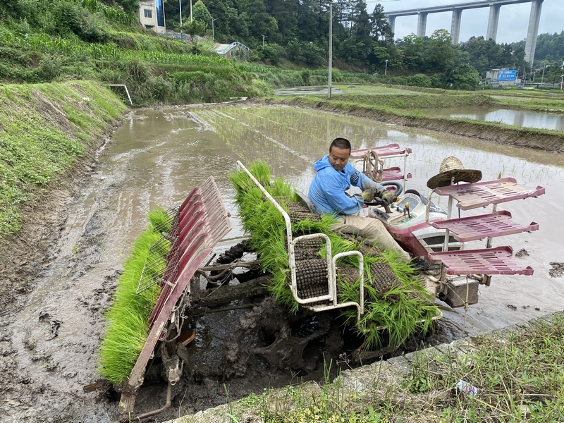 插秧機(jī)將一株株嫩綠的秧苗精準(zhǔn)、整齊地“摁”進(jìn)泥土里。