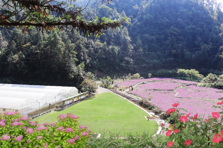 苗疆蜂業(yè)蜜蜂養(yǎng)殖基地。