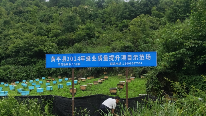 黃平縣2024年蜂業(yè)質(zhì)量提升項目示范場。