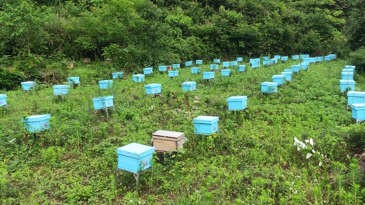 苗疆蜂業(yè)蜜蜂養(yǎng)殖基地。