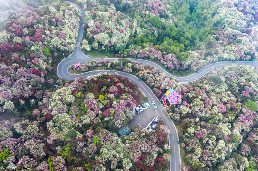 百里杜鵑景區(qū)。貴州省林業(yè)局供圖