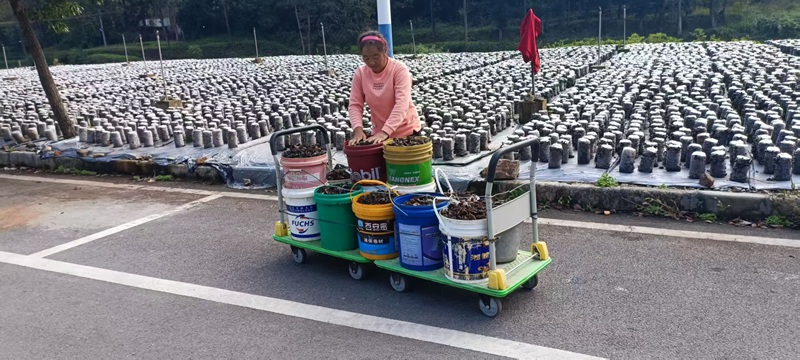 織金縣黑土鎮(zhèn)龍洞村務(wù)工群眾在木耳種植基地采收木耳。