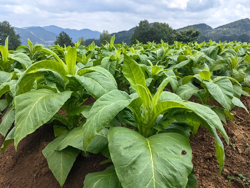 寬坪鄉(xiāng)的和平村廖家山烤煙種植基地。