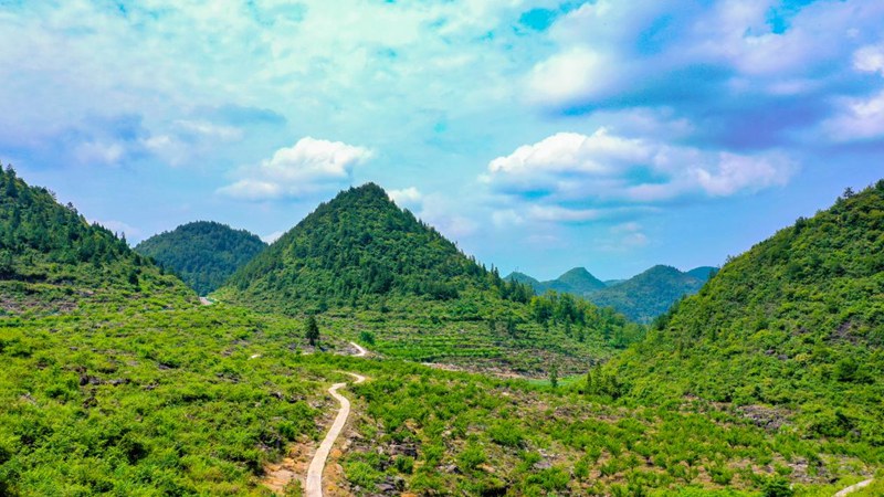 沿河自治縣思渠鎮(zhèn)上莊村桃園。