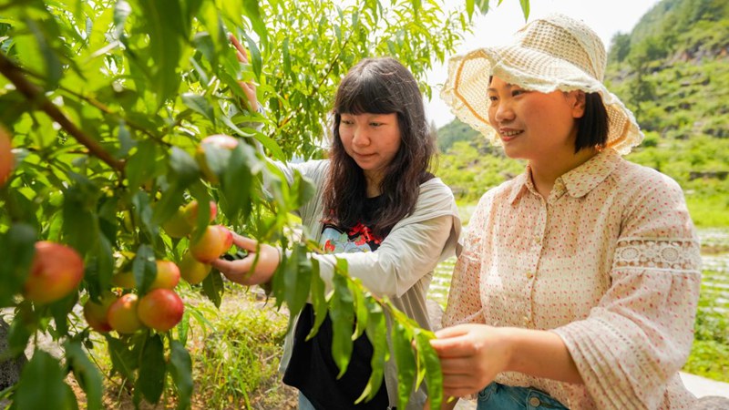 游客正在采摘鮮桃。