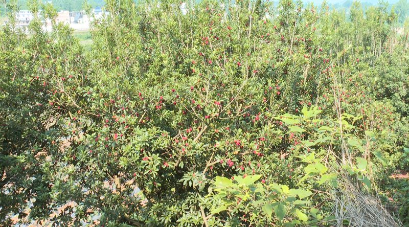 圖為普定縣馬場鎮(zhèn)的楊梅種植基地。