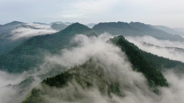 1、習水大坡飛鴿林場，云霧繚繞山巒間，森林茂密成天然避暑氧吧 。習水縣融媒體中心供圖.jpg