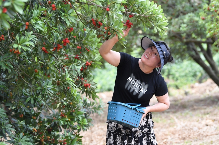紅果綴青山 永樂奏“梅”章。