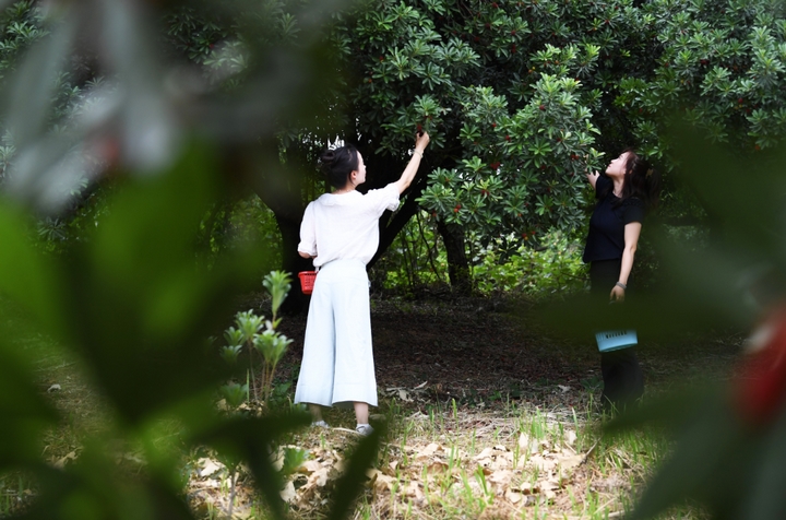 紅果綴青山 永樂奏“梅”章。
