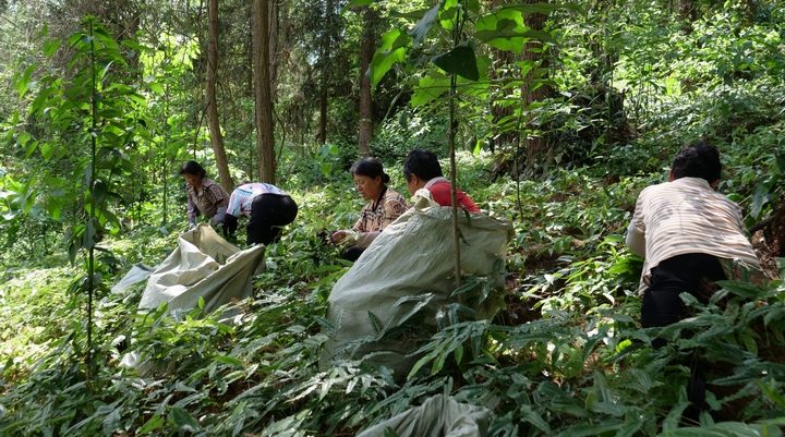 村民采收成熟的淫羊藿。