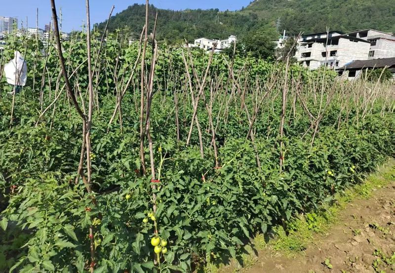 楓香社區(qū)蔬菜基地。