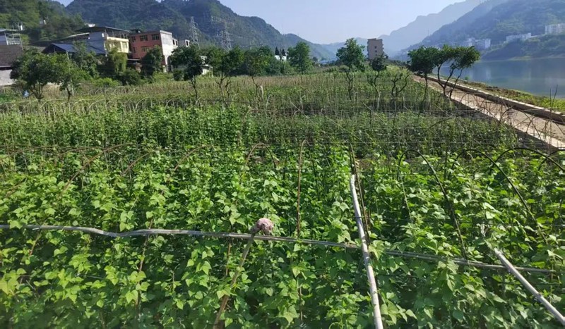 楓香社區(qū)蔬菜基地。