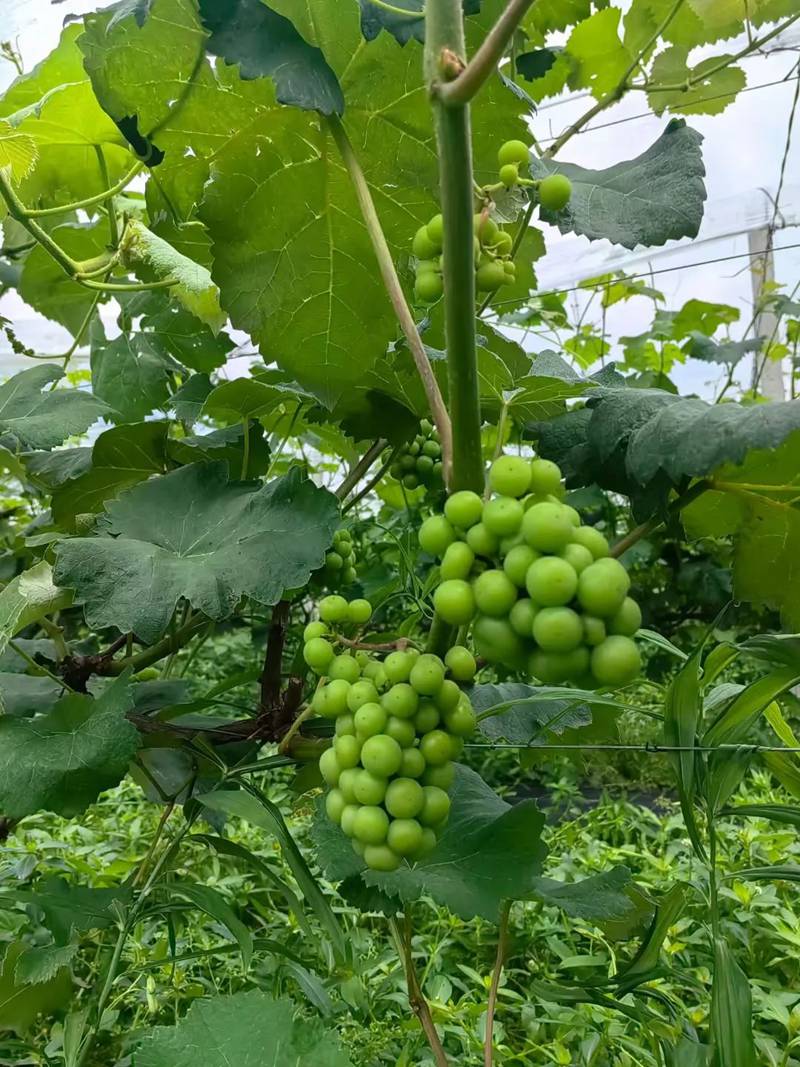 米溪村葡萄。