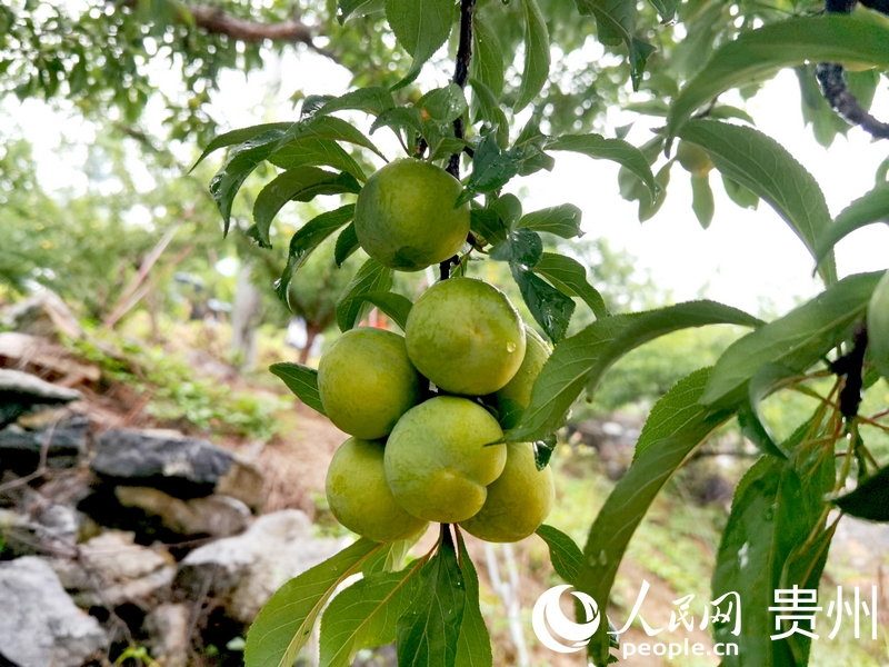 沉甸甸的果實(shí)綴在枝頭。人民網(wǎng)記者 王秀芳攝