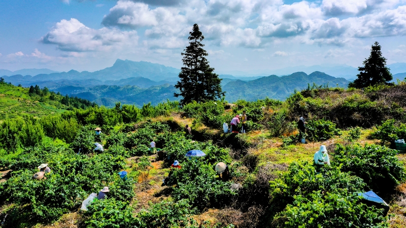 金銀花種植田內(nèi)一派繁忙景象。