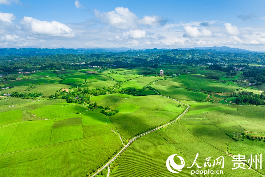 航拍貴州省遵義市湄潭縣萬畝茶海景區(qū)。人民網(wǎng)記者 涂敏攝
