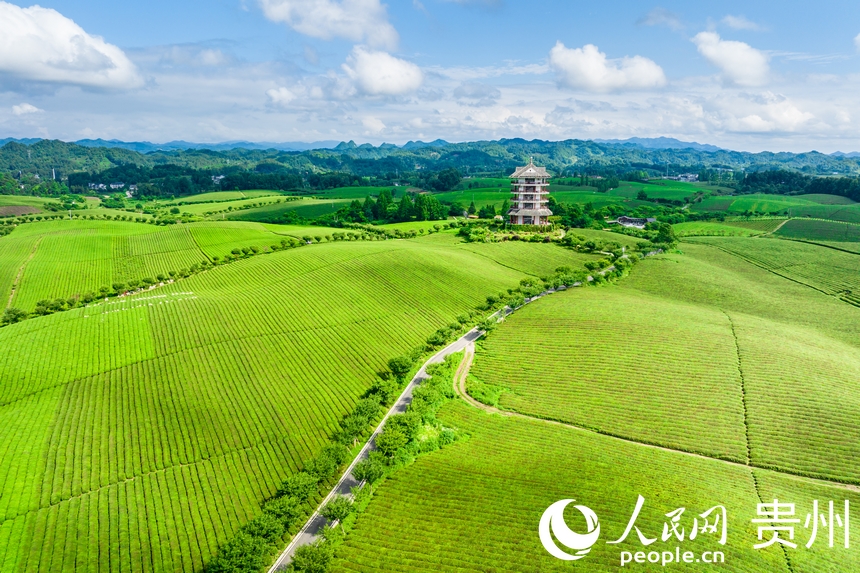 航拍貴州省遵義市湄潭縣萬畝茶海景區(qū)。人民網(wǎng)記者 涂敏攝