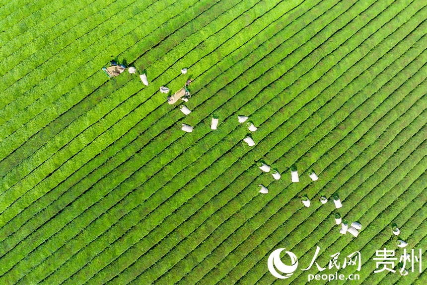 茶農(nóng)在茶園內(nèi)收茶。人民網(wǎng)記者 涂敏攝