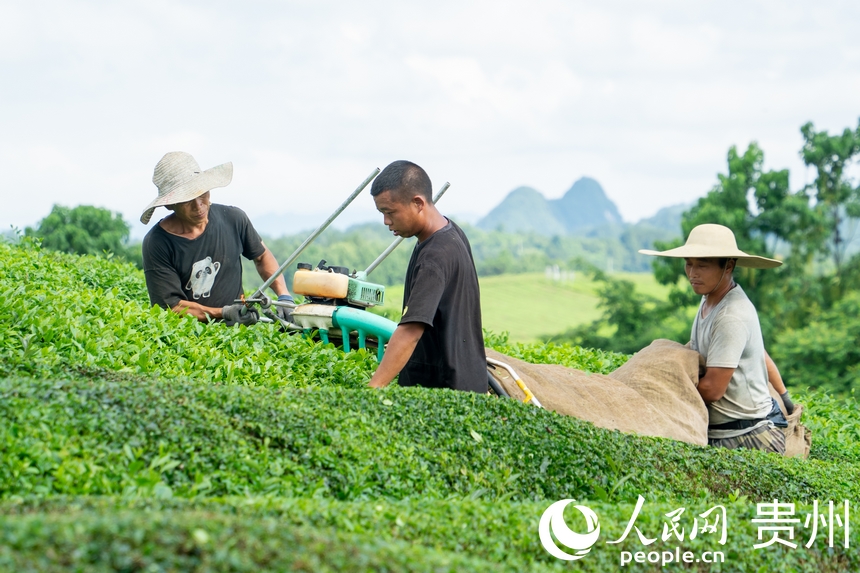 茶農(nóng)在茶園內(nèi)收茶。人民網(wǎng) 陽茜攝