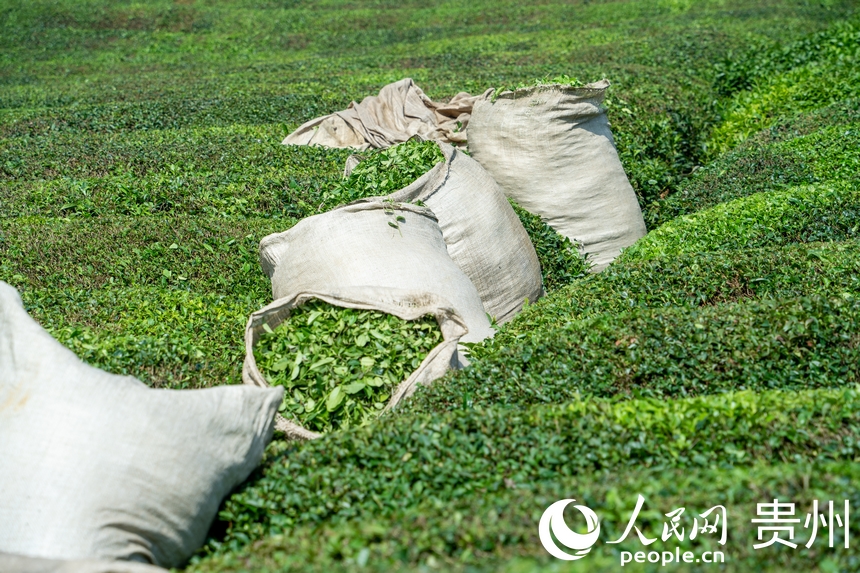 茶園內(nèi)等待裝車的茶葉。人民網(wǎng) 陽茜攝
