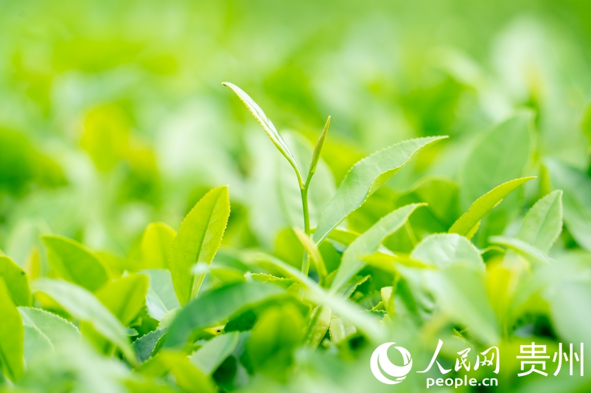 茶園內(nèi)生長(zhǎng)的茶葉。人民網(wǎng) 陽(yáng)茜攝
