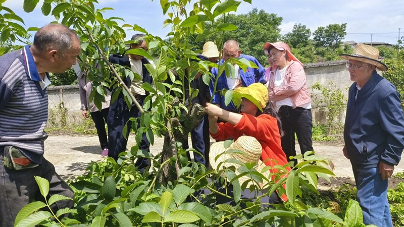 貴州省林業(yè)科學(xué)研究院核桃研究所專家服務(wù)團(tuán)深入息烽縣青山苗族鄉(xiāng)綠化村為群眾講解核桃嫁接技術(shù)。