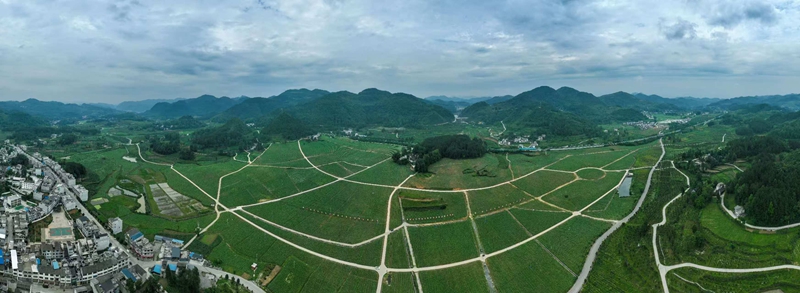 德江縣合興鎮(zhèn)合朋壩區(qū)高粱種植基地。