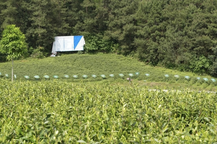 翟家壩村白茶基地.jpg