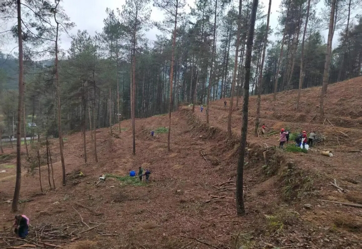 鸚鵡溪鎮(zhèn)大水溪村國儲林項目推進現(xiàn)場（2）.jpg