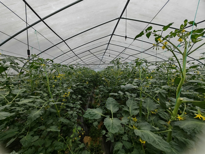 大棚番茄園，滿目好生機(jī)。