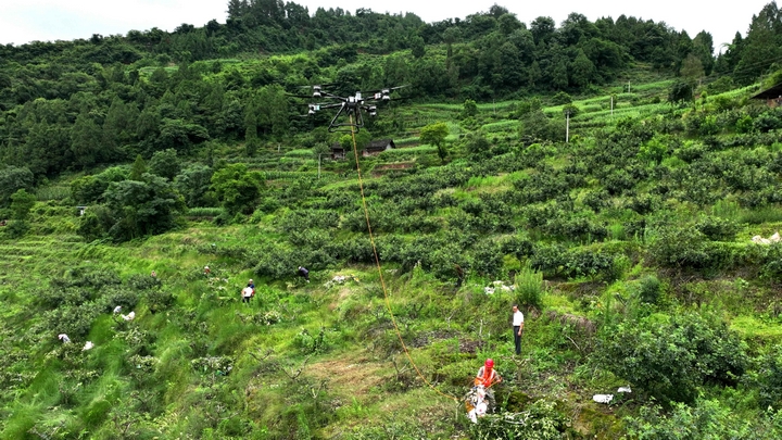 大合水村的山野間彌漫著濃烈而獨特的麻香。花椒迎來一年中最忙碌的采收季。羅金 攝.jpg