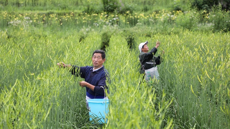 貴州石阡：4800畝黃花菜進(jìn)入采摘季。