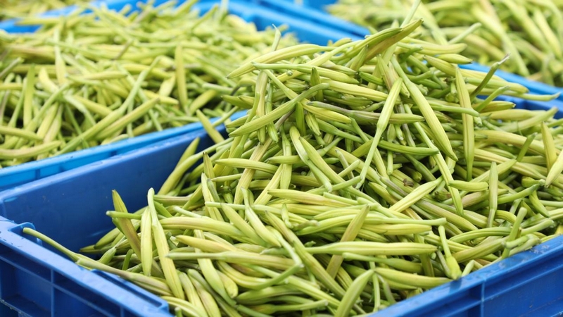 貴州石阡：4800畝黃花菜進(jìn)入采摘季。