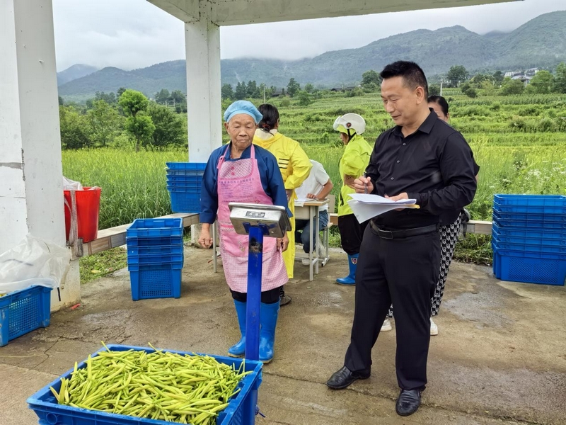 貴州石阡：4800畝黃花菜進(jìn)入采摘季。