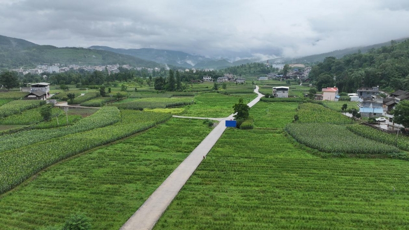 貴州石阡：4800畝黃花菜進(jìn)入采摘季。