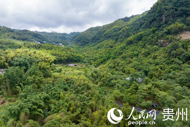 航拍貴州省遵義市赤水市長(zhǎng)期鎮(zhèn)興旺村石斛種植基地。人民網(wǎng)記者 涂敏 攝