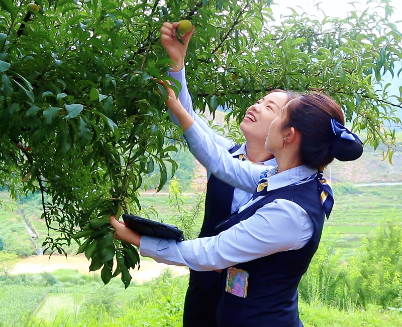 郵儲(chǔ)銀行安順市分行員工走訪六馬蜂糖李種植基地。
