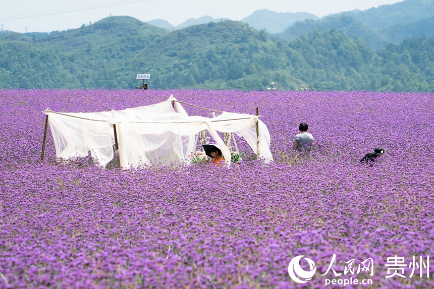 花海中擺放了打卡設(shè)施方便游人拍照。人民網(wǎng) 陽茜攝