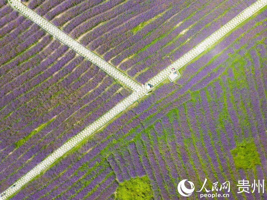 航拍高坡馬鞭草花海。人民網(wǎng) 陽茜攝