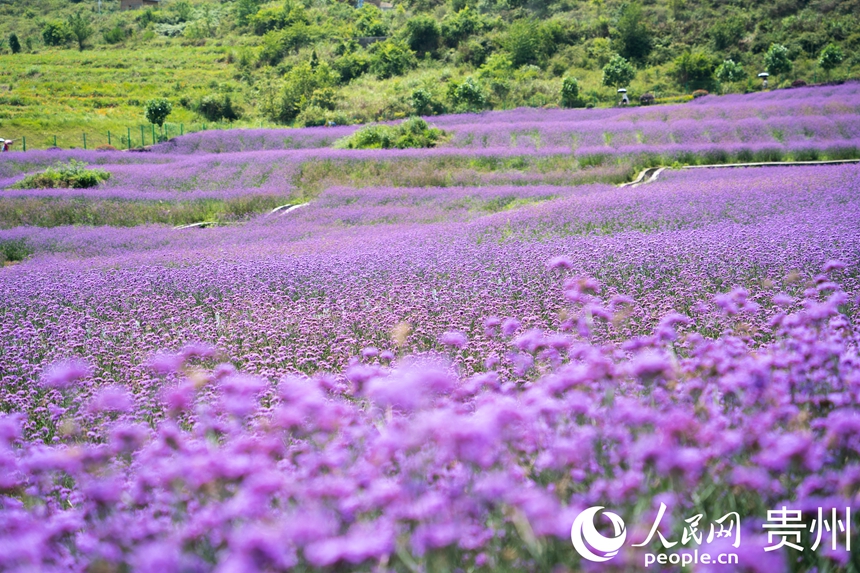 面積約300畝的高坡馬鞭草花海。人民網(wǎng) 陽茜攝
