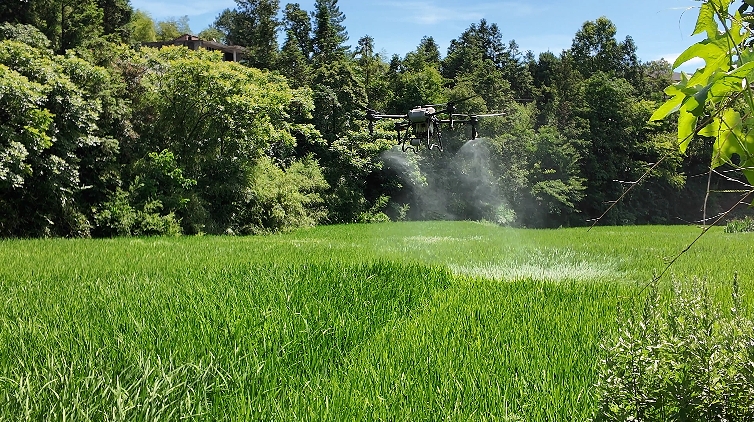 無人植保機正在對水稻開展病蟲害防治。稅會靜攝