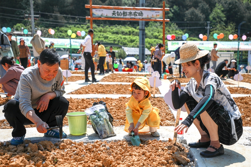 觀山天鉑都市農(nóng)場。張婷攝