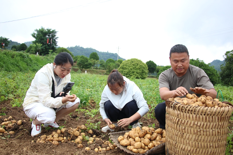 印江自治縣纏溪鎮(zhèn)湄坨村利用“村播”基地，通過“線上直播”積極銷售村民的洋芋，為村民拓寬增收渠道。梅亞軍攝