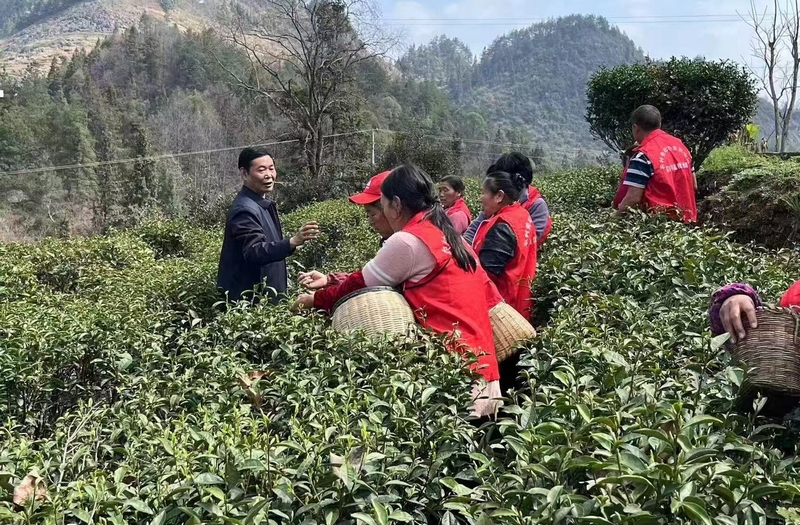 新景鎮(zhèn)姚溪村村民正在采茶。