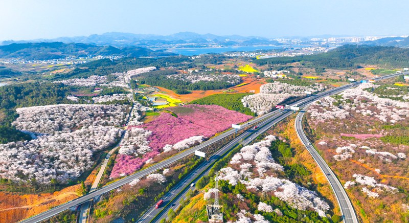 貴陽清鎮(zhèn)市紅楓湖畔 櫻花爛漫。