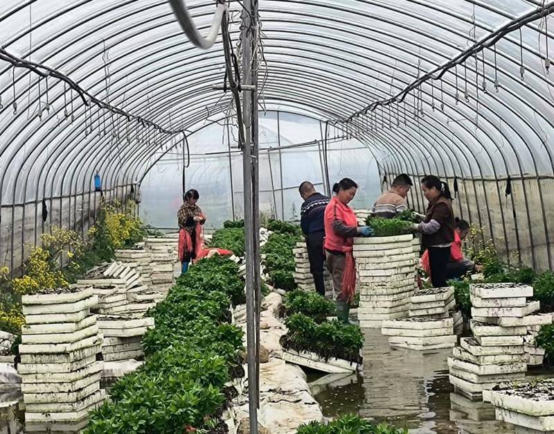 零工人員在種植基地務(wù)工。