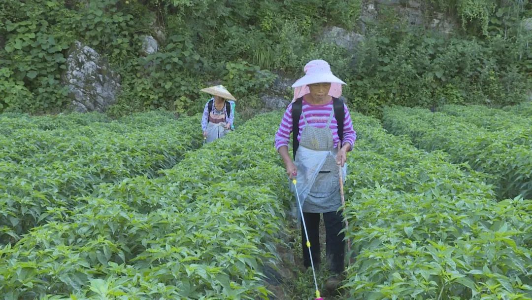 譙家鎮(zhèn)四季果蔬農(nóng)民專業(yè)合作社辣椒基地工人在管護(hù)辣椒。