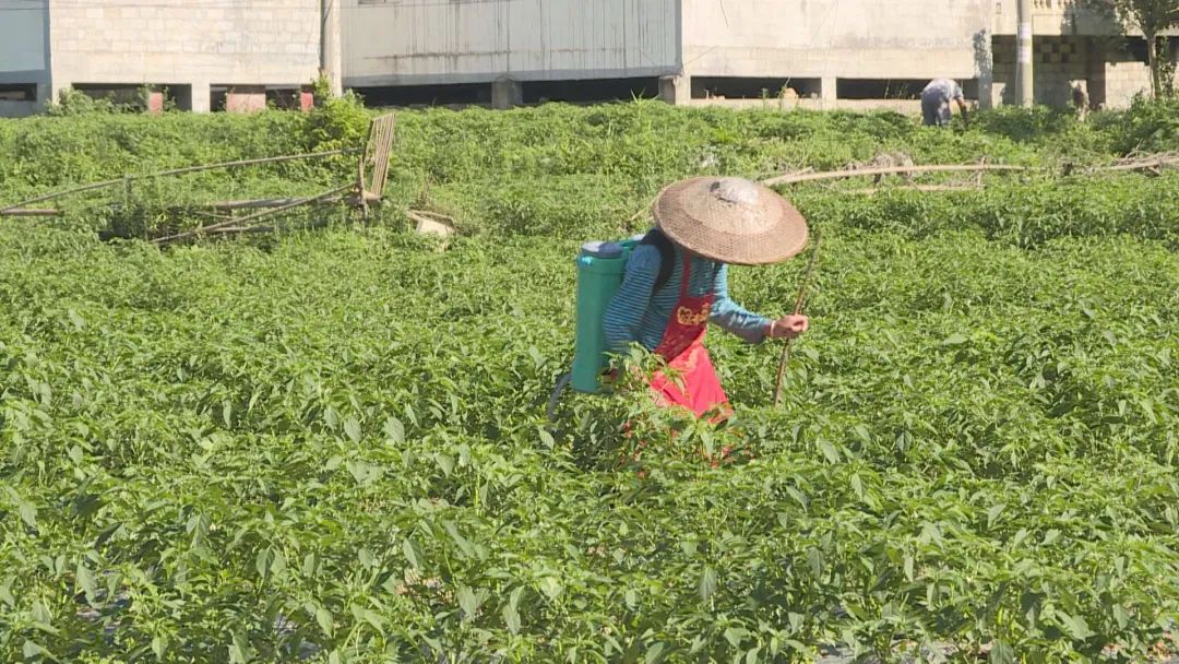 譙家鎮(zhèn)四季果蔬農(nóng)民專業(yè)合作社辣椒基地工人在管護(hù)辣椒。